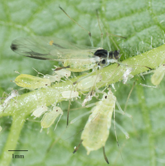 Illinoia maxima