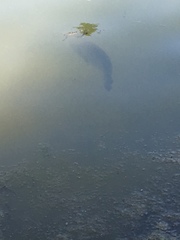 Micropterus salmoides