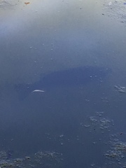 Micropterus salmoides