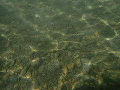 Ptychocheilus grandis