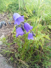 Campanula bohemica