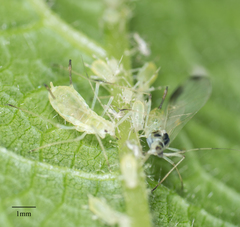 Illinoia maxima
