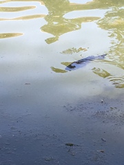 Micropterus salmoides