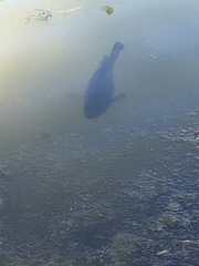 Micropterus salmoides