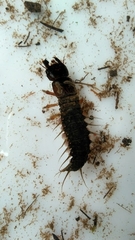 Corydalinae