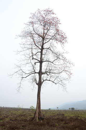 Red Silk Cotton Tree