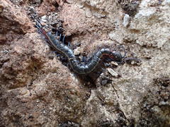Scolopendra laeta