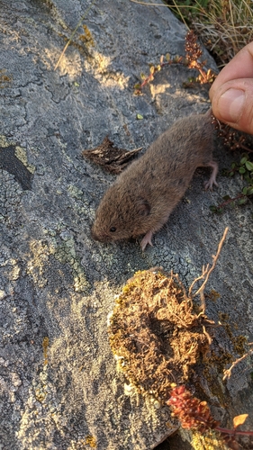 Lusitanian pine vole, Fresneda de la Sierra Tirón, 09267, Burgos, España, photo 9 of 10