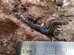 Scolopendra laeta