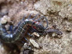 Scolopendra laeta