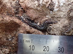 Scolopendra laeta