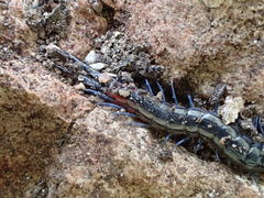 Scolopendra laeta