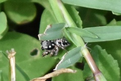 Habronattus coecatus