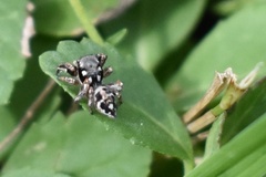 Habronattus coecatus
