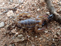 Cercophonius kershawi