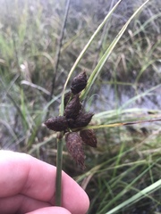 Bolboschoenus robustus