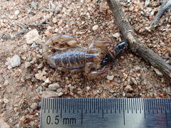 Cercophonius kershawi