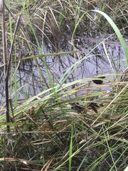 Bolboschoenus robustus