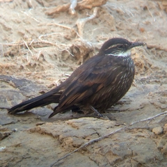 Cinclodes nigrofumosus