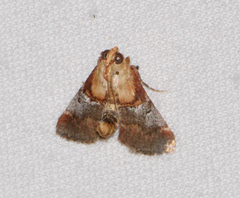 Cacozelia basiochrealis