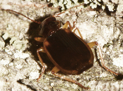 Cymindis limbata