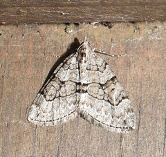 Thera contractata