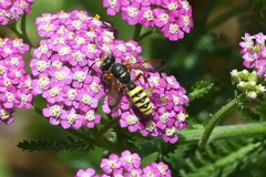 Cerceris californica