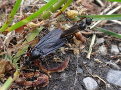 Bibio femoratus