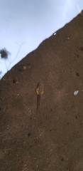 Hyla arenicolor