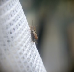 Tridactylidae