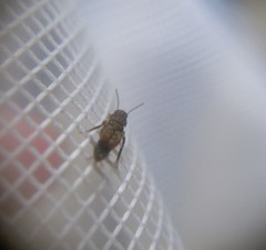 Tridactylidae