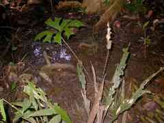 Anaphyllopsis americana