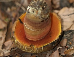 Neoboletus xanthopus