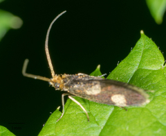 Epimartyria bimaculella