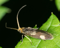 Epimartyria bimaculella