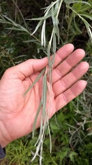 Salix exigua hindsiana