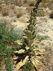 Verbascum litigiosum
