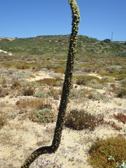 Verbascum litigiosum