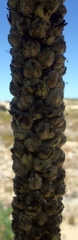 Verbascum litigiosum