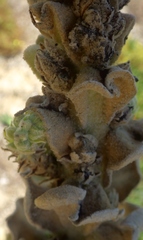 Verbascum litigiosum