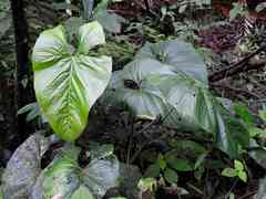 Anthurium sagittatum