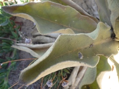 Verbascum litigiosum
