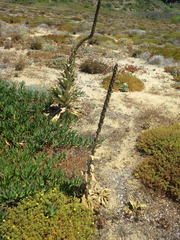 Verbascum litigiosum