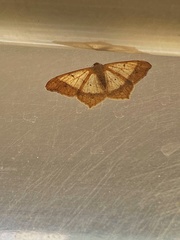 Lepidoptera