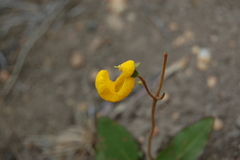 Calceolaria polyrhiza