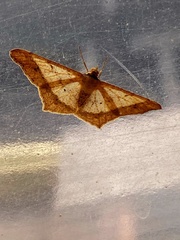 Lepidoptera