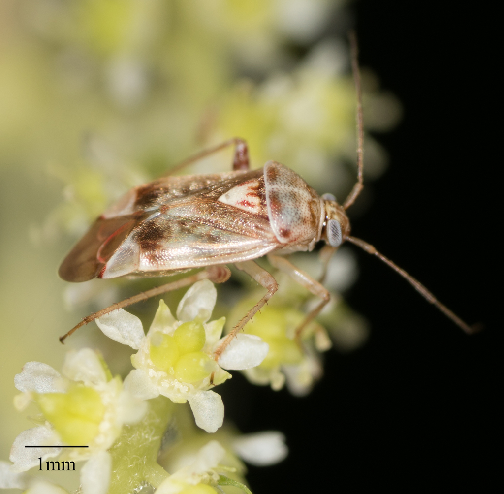 Nonlygus nubilatus