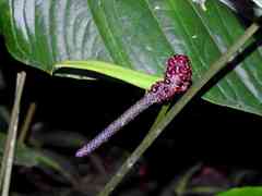 Anthurium sagittatum