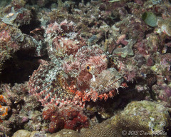 Scorpaenopsis oxycephalus