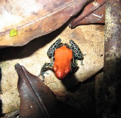 Ranitomeya reticulata